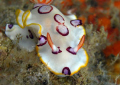   Hypselodoris dollfusiTaken manual mode. F7.1 150 ISO 100 mode F7.1, F71, F7 1, 1/50, 150, 50,  
